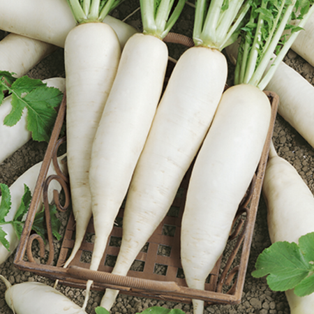 Daikon, Organic Radish Seeds - Packet image number null